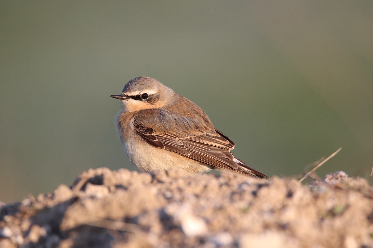 Protecting Biodiversity Through Sustainable Farming Practices